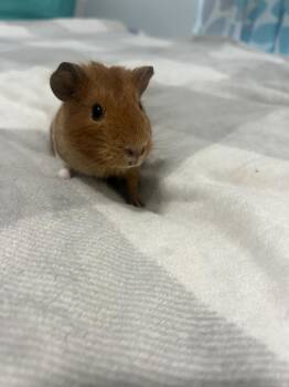 Rescue Guinea Pig Guinea Pigs for Adoption in Aurora, Illinois - Sweet Pea And Swirl | PetCurious